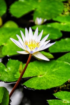 Single white water lily with green leaves in the background.