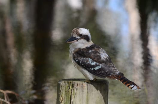 Kookaburra in search of food