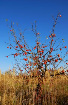 Apple tree with red apples in tall grass