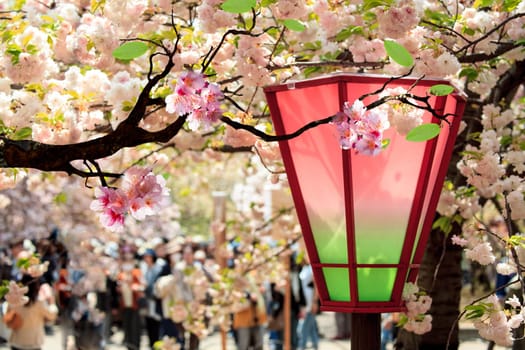 Beautiful sakura for adv or others purpose use