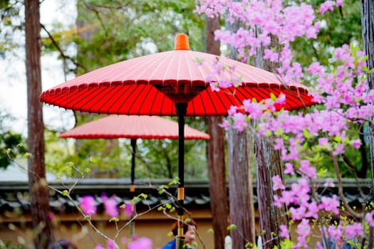 Beautiful sakura for adv or others purpose use