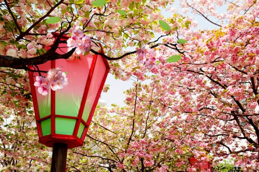 Beautiful sakura for adv or others purpose use