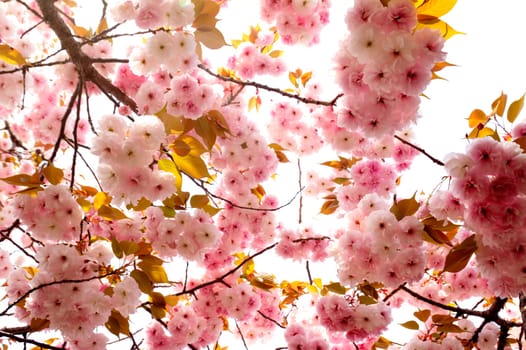 Beautiful sakura place for adv or others purpose use