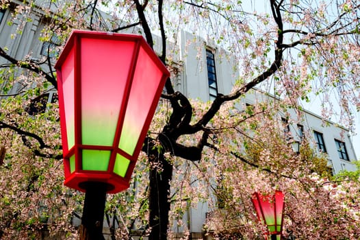Beautiful sakura place for adv or others purpose use