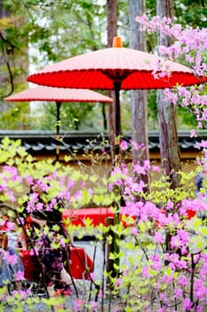 Beautiful sakura place for adv or others purpose use