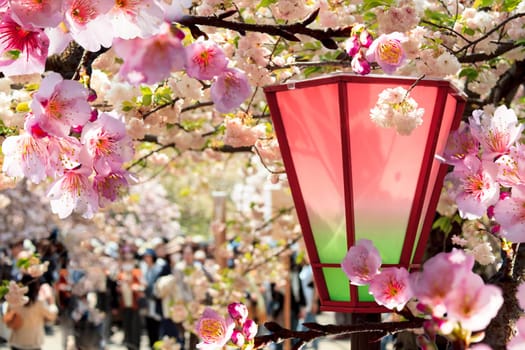 Beautiful sakura place for adv or others purpose use