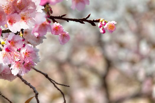 Beautiful sakura place for adv or others purpose use