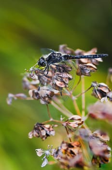 Camouflage Black Darter or - Meadowhawk dragonfly in late summer