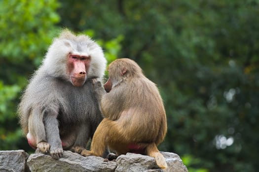 Two baboons sitting on rocks and catching fleas