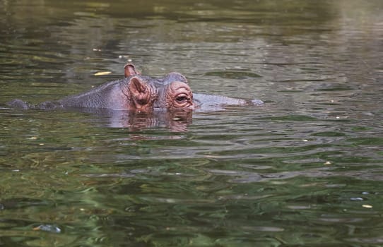 Hippo or Hippopotamus amphibius in water side angle view