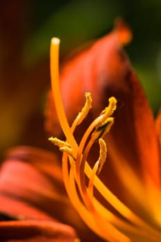 Daylily or Hemerocallis flower glowing in the light of the summersun