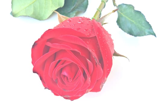 Single beautiful red rose isolated on white background
