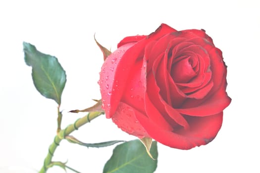 Single beautiful red rose isolated on white background