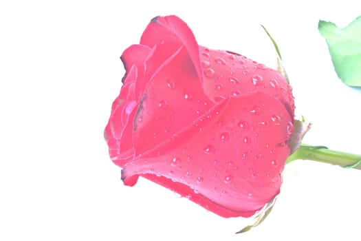 Single beautiful red rose isolated on white background