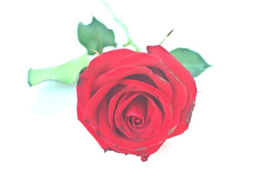 Single beautiful red rose isolated on white background