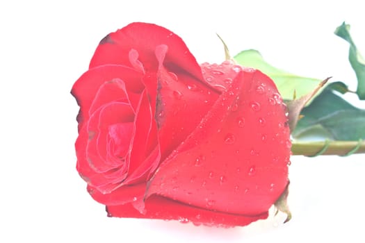Single beautiful red rose isolated on white background