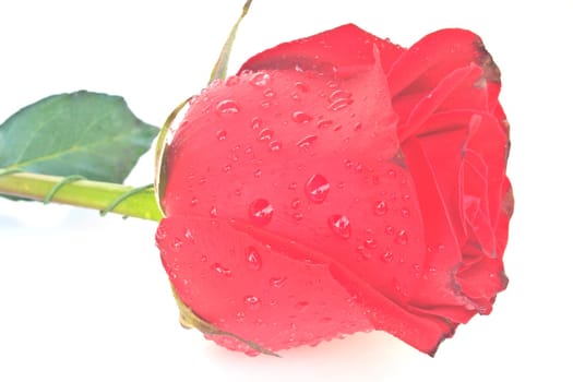 Single beautiful red rose isolated on white background