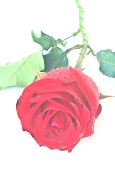 Single beautiful red rose isolated on white background