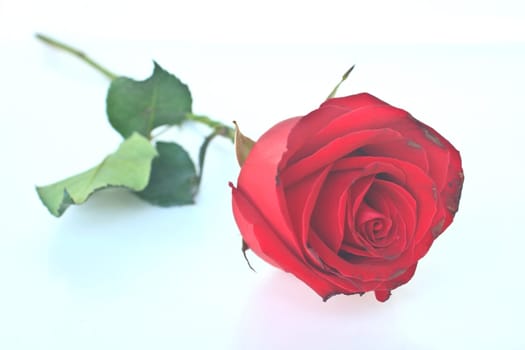Single beautiful red rose isolated on white background