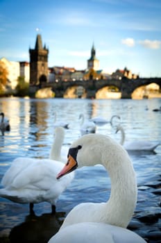 Swans on Vltava river, Prague