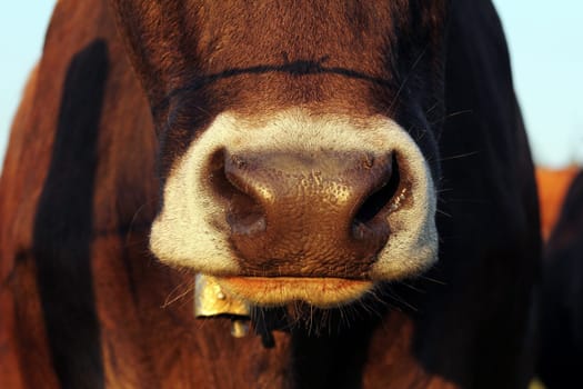 A wet nose