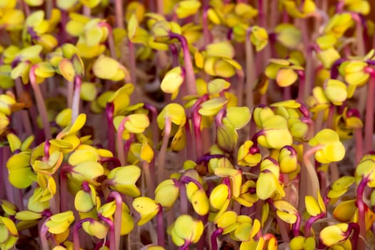 Germination