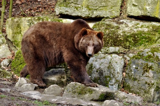 Braubär