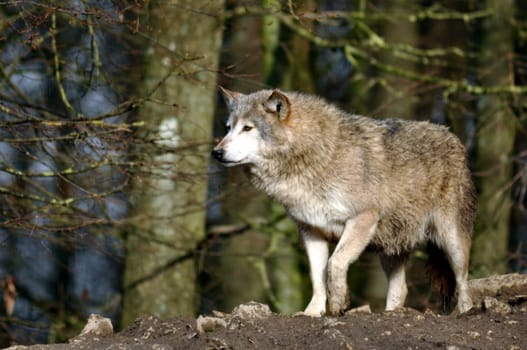 Wolf