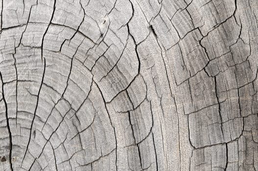 Old Vintage Architecture Wood Pattern Trunk Texture
