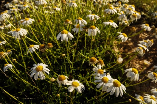 Some Fresh Yellow and White Camomilla Daisy Flowers