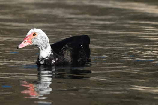 Muscovy Duck (Cairina moschata) on a Dark Black Water