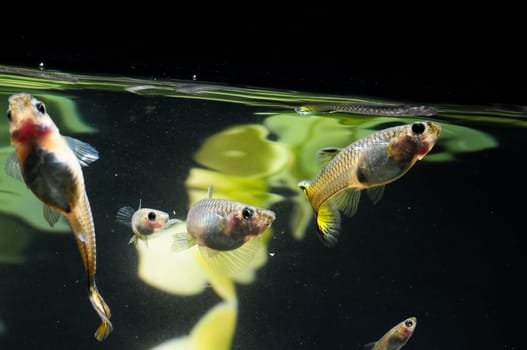Guppy Multi Colored Fish in a Tropical Acquarium