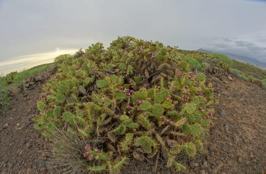 Green Succulent Cactus in the Desert Tenerife Canary Islands Spain