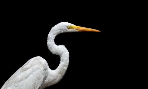 Great white egret on black background