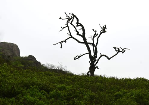 Gnarled lonely tree with greenery and gray sky