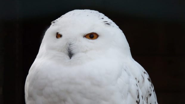 Snowy owl from the Arctic tundra.