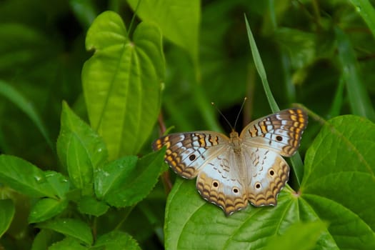 A white peacock butterfly resting on large leaf, surrounded by green.