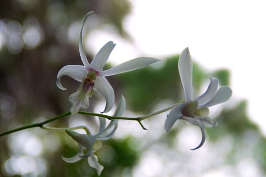 Three white orchids growing wild in bloom.