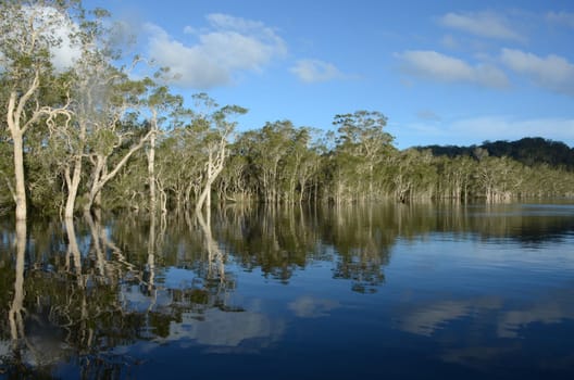 Reflection at Myall Lake