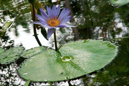 A beautiful multicolored blue waterlily is in bloom over a lily pad.