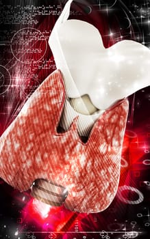Digital illustration of thyroid in colour background