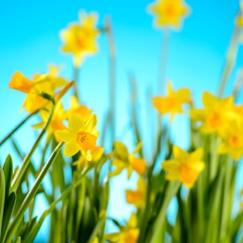 Spring flowers yellow narcissus on blue background