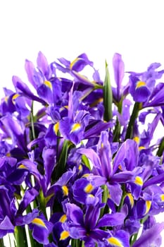 Spring flowers blue iris on white background
