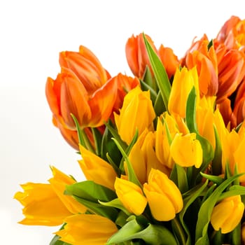 Bunch of spring tulips flowers colorful on white background