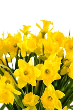 Spring flowers yellow narcissus on white background