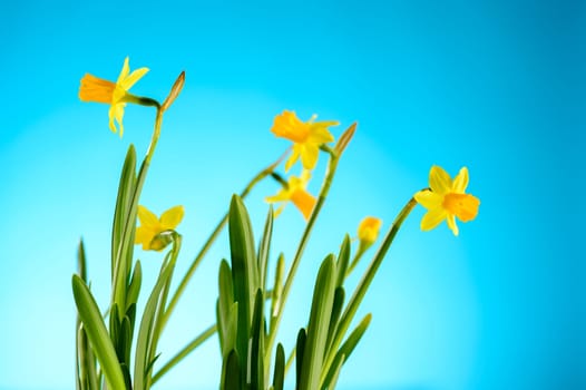 Yellow narcissus spring flowers on blue background