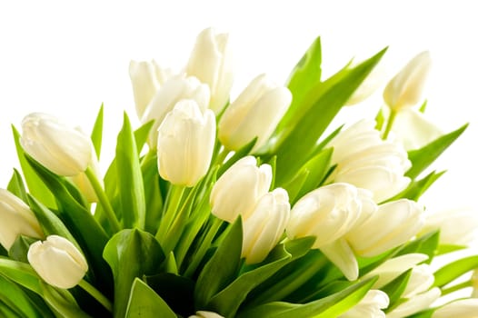 Bunch of white tulips spring flowers on white background
