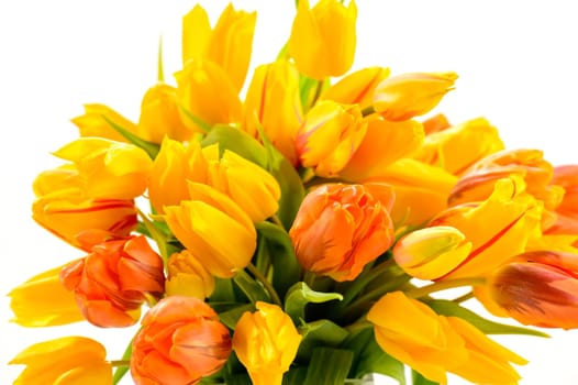 Beautiful bunch of tulip flowers spring on white background