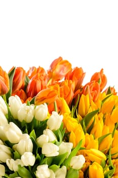 Spring flowers colorful bouquets of tulips on white background