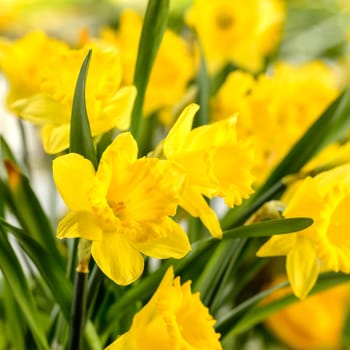 Close-up of yellow narcissus spring flower